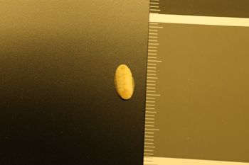 Media type: image;   Malacology 155960 Description: Preserved specimen.;